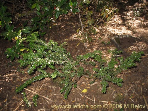 Imágen de Maytenus disticha (Racoma / Maitencito). Haga un clic para aumentar parte de imágen.